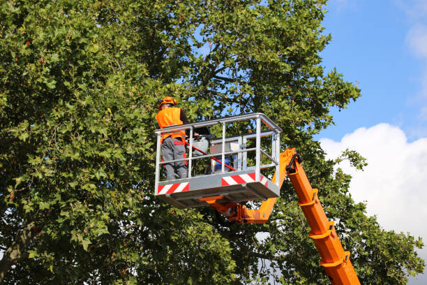 Best Hazardous Tree Removal  in USA